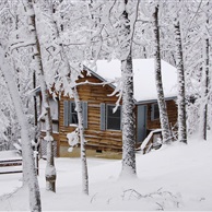 Hickory in a Rare Snowfall